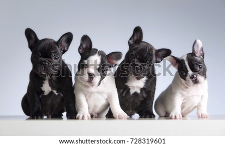 Four french bulldogs. Studio shot Royalty-Free Stock Photo #728319601