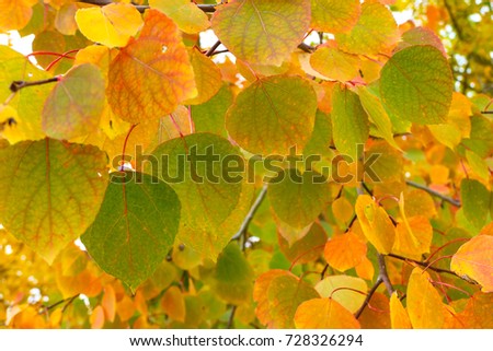 Fall colors, a background of  leaves, in the beginning of the autumn cycle, leaves trimmed with color on each edge  