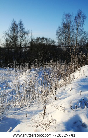 grass winter in the snow, Russia