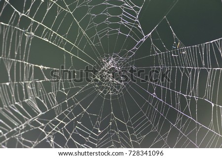 spider's web Royalty-Free Stock Photo #728341096