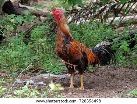 The male rooster from Malaysia.