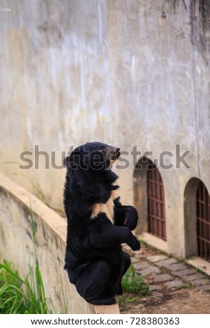 large black bear sits on back paws on barrier against high stone wall with iron-barred windows in zoo in Vietnam