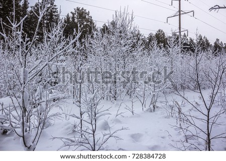 Walk in winter woods. Snow world. The track for cross-country skiing. Beautiful and unusual roads and forest trails. The snowy forest. The winter is tale.