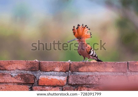 Bird ,Common hoopoe