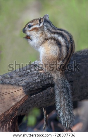closeup of a cute furry chipmunk sitting on a stump and eats