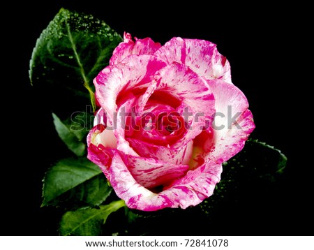 Picture of pink rose on black background