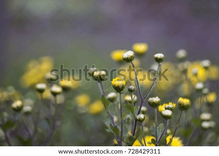 Yellow chrysanthemum in the garden - autumn flowers, small bushes, golden-daisy