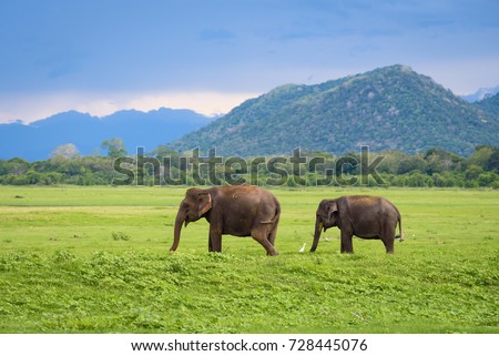 Elephants in Sri Lanka. Two young asian elephants in Minneriya National Park, Sri Lanka. Asian elephants eating grass with mountains and dramatic storm clouds in the background in Minneriya, Sri Lanka Royalty-Free Stock Photo #728445076