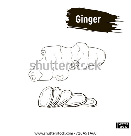 Vector image. Outline image is the root of ginger. Useful seasoning, hand drawing, imitation ink