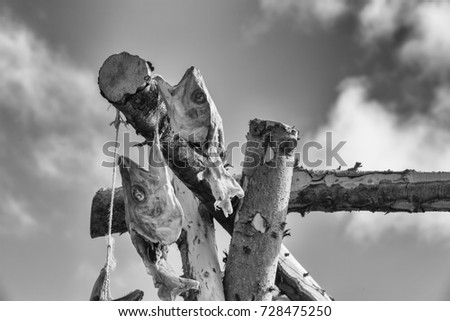 The remains of fish on a traditional drying frame in Iceland. A high contrast monochrome edit. 