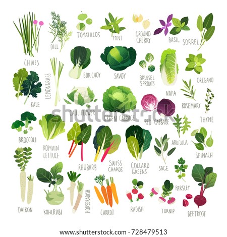 Big clip art collection with various kind of vegetables and common culinary herbs Royalty-Free Stock Photo #728479513