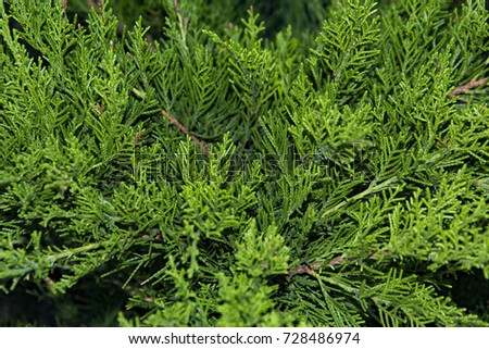 Beautiful green christmas leaves of Thuja trees with soft sunlight. Thuja twig, Thuja occidentalis is an evergreen coniferous tree.