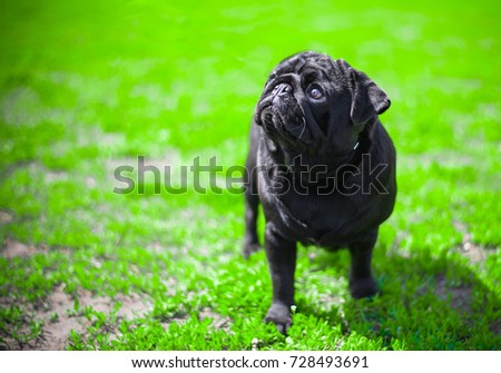 
black pug Monica