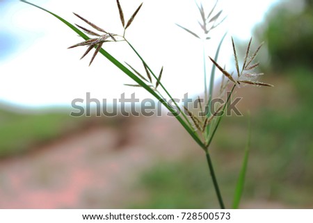 grass pollen