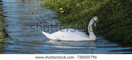 Panoramic picture,landscape,swan.