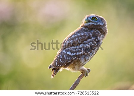 The little owl sits on the stick and looks up
