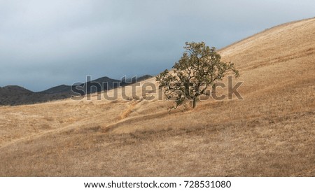Lone Oak Tree on Golden Grassy Hillside with Mountains in Background