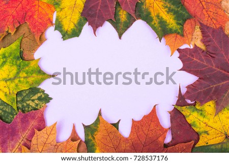 Frame of colorful autumn leaves on pastel bright background. Studio Photo
