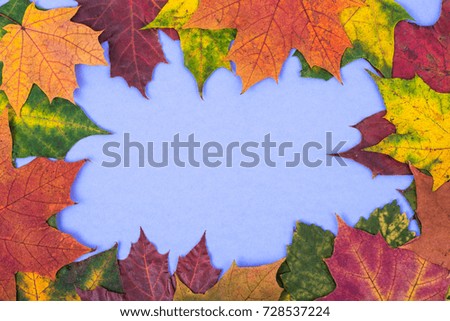 Frame of colorful autumn leaves on pastel bright background. Studio Photo
