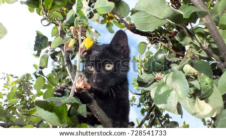 Cat in the tree. They are often called house cats when kept as indoor pets or simply cats.Cats are often valued by humans for companionship and for their ability to hunt mouses 
