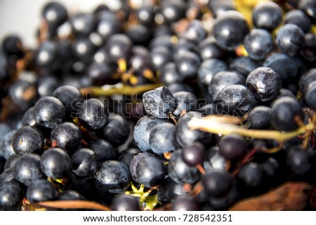 Wild Grapes on a white background, UK