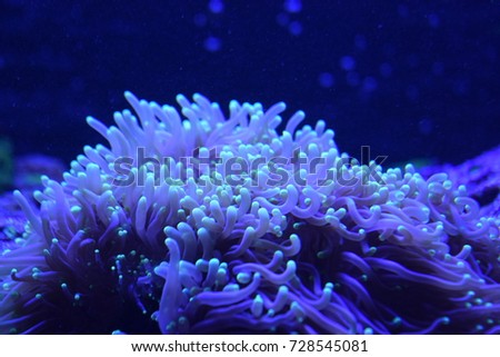 Underwater world with decorative fish and coral