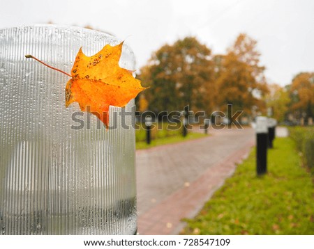 Autumn leaf on the lantern. 