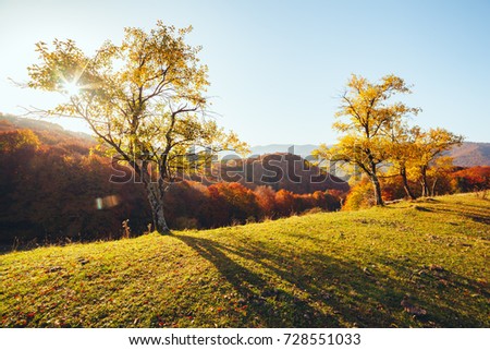 Stunning image of the bright trees in sunny beams. Gorgeous day and vivid scene. Red and yellow leaves. Location place Carpathians, Ukraine, Europe. Warm tone. Explore the world's beauty.