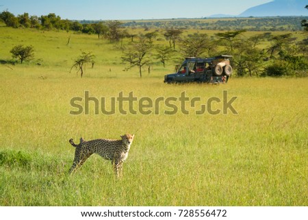 A cheetah on an unusually wet and green savanna with tourists watching from a vehicle in the background