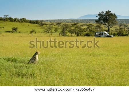 A cheetah on an unusually wet and green savanna with tourists watching from a vehicle in the background