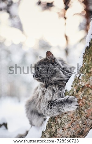 Cat in winter forest. Adventure fluffy pet