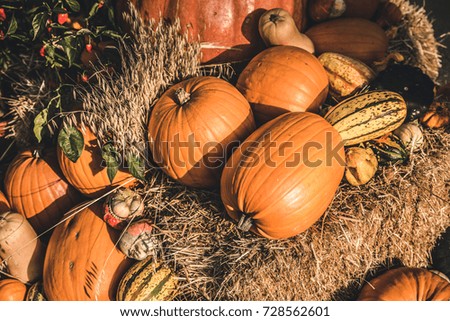 Mixture and Variety of Pumpkin and Squash in a Pumpkin Patch - season of pumpkins