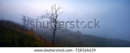 Mystical foggy landscape with single tree on the bank of the Volga river, panorama banner for web or print