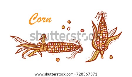Flint Corn (Indian corn or calico corn). Hand drawn doodle Vegetable. Vector illustration Royalty-Free Stock Photo #728567371
