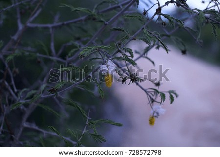 Branch of a african tree with a yellow flower at dusk