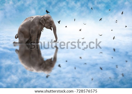 Elephant and Silhouette of birds with blue sky background.
