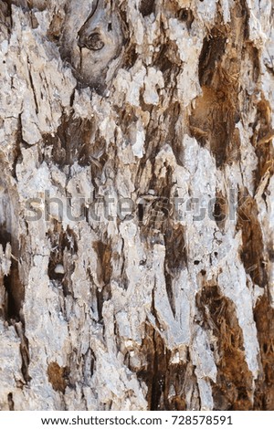 bark texture, aged wooden background, nature pattern