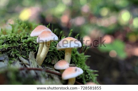 Autumn mushrooms in a natural forest environment.Beautiful mushrooms on a natural forest background.