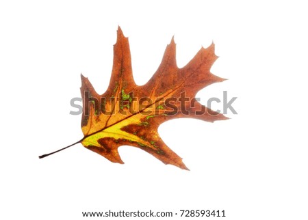 Multicolored fallen leaf of red oak isolated on white
