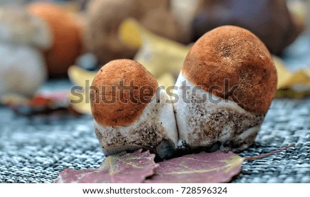 Autumn forest mushrooms on textille background and wooden table.