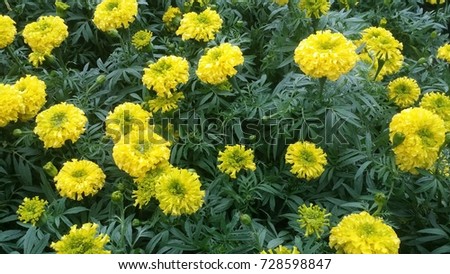 Calendula yellow flowers