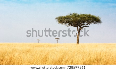 Three Acacia trees leading off into the distance in a wide open field in the plains of Kenya, Africa