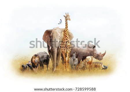 Children's themed African safari animal composite with white border Royalty-Free Stock Photo #728599588