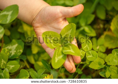 Four-leaved clover in hand. A plant with 4 leaves. A symbol of luck, happiness, success, joy. Concept on the theme of St. Patrick's Day.