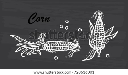 Flint Corn (Indian corn or calico corn). Hand drawn doodle Vegetable. Vector illustration Royalty-Free Stock Photo #728616001