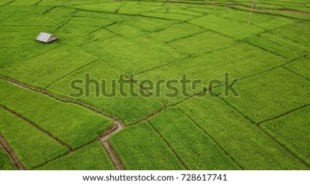 Green rice field beautiful.