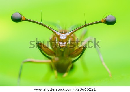 Super Macro Stalk eyed fly Royalty-Free Stock Photo #728666221