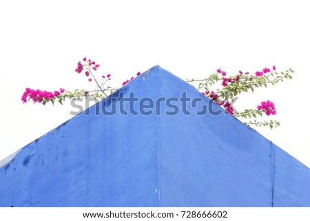 flower and blue walls