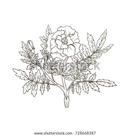 Vector image. Outline picture of a lush flower. Isolate flower of marigold, imitation of ink.