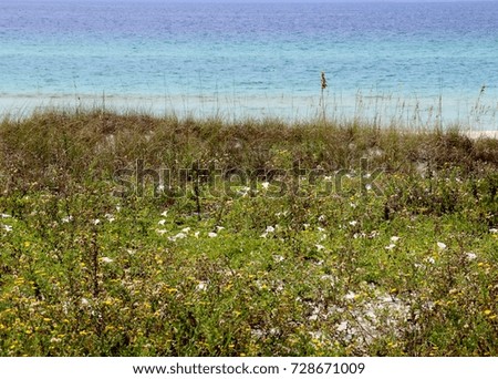 Wildflowers on the Dunes